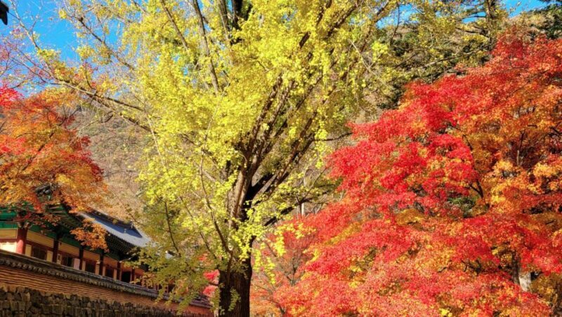 Seoul: Hwadamsup & Luge & Korea Folk Village One Day Tour - What to Bring and Prepare