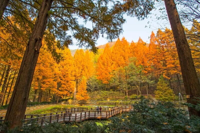 Seoul: Jangtaesan Recreational Forest Autumn Foliage Tour - A Complete Look at the Tour