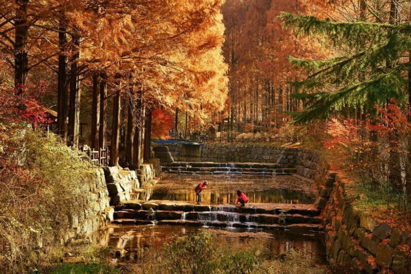 Seoul: Jangtaesan Recreational Forest Autumn Foliage Tour - Who Is This Tour Best For?