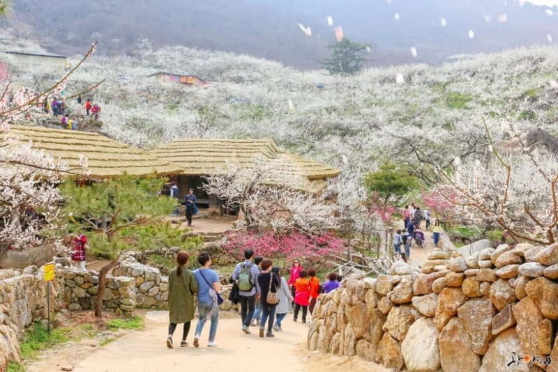 Seoul: Korea Spring Cherry Blossom Day Tour - Key Points