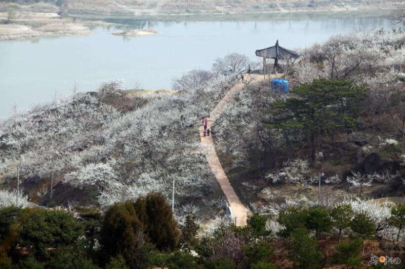Seoul: Korea Spring Cherry Blossom Day Tour - Exploring the Natural Wonders of Spring in Korea