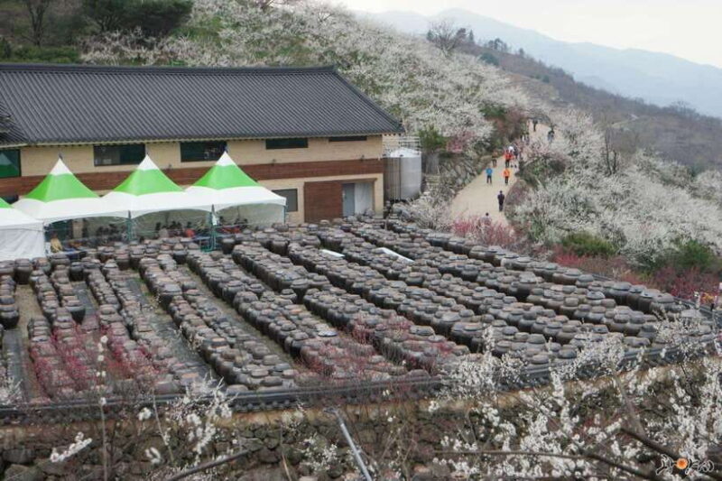 Seoul: Korea Spring Cherry Blossom Day Tour - Authentic Insights from Reviewers