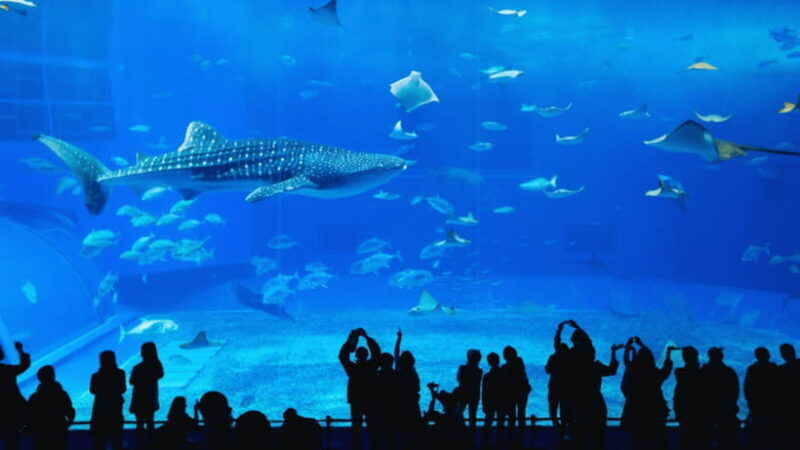 seoul-lotte-world-aquarium-ticket
