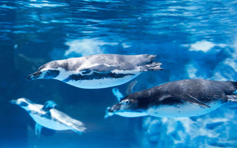 seoul-lotte-world-aquarium-ticket