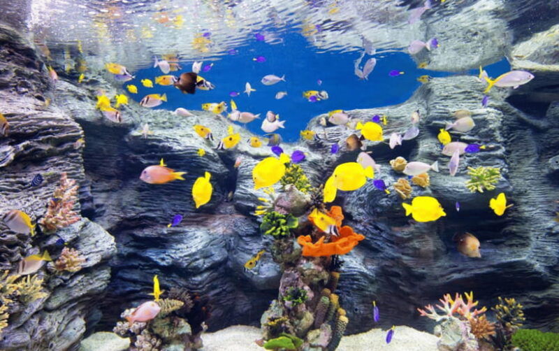 seoul-lotte-world-aquarium-ticket