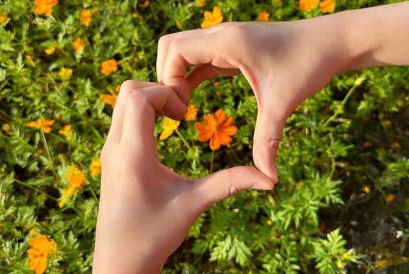 Seoul: Mt. Seorak & Autumn Flower Festival - Introduction: Why This Tour Stands Out