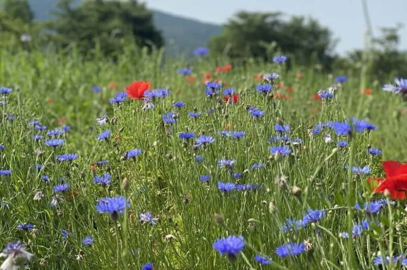 Seoul: Mt. Seorak & Autumn Flower Festival - Practical Tips