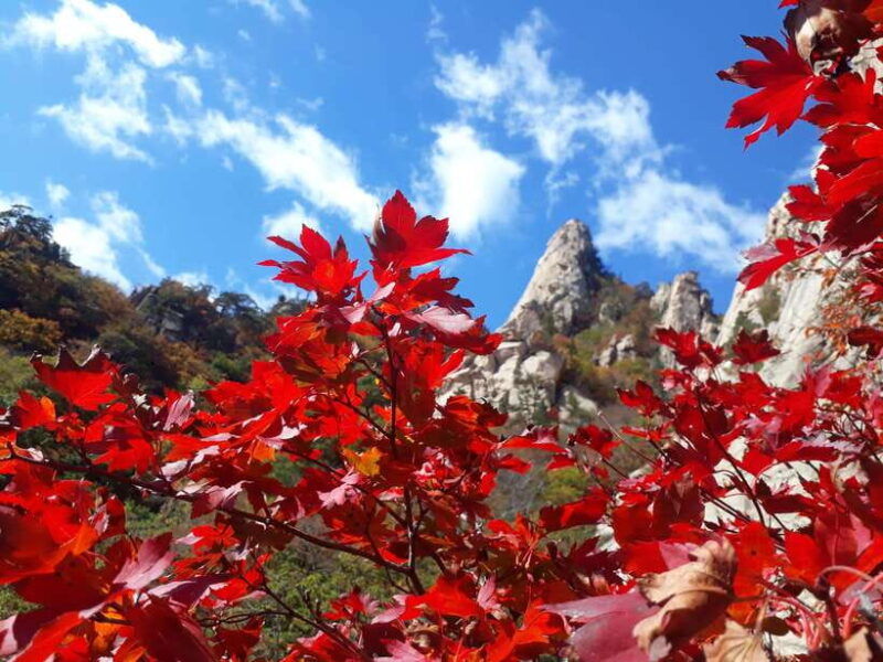 seoul-mt-seorak-nami-island-korean-garden-no-shopping