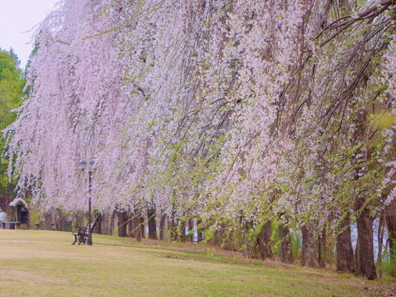 seoul-mt-seorak-nami-island-korean-garden-no-shopping
