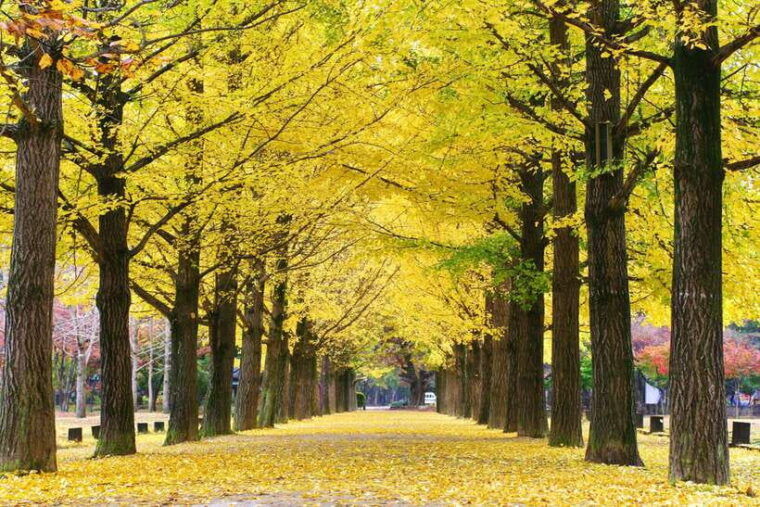 seoul-mt-seorak-nami-island-no-shoppingrailbike-option