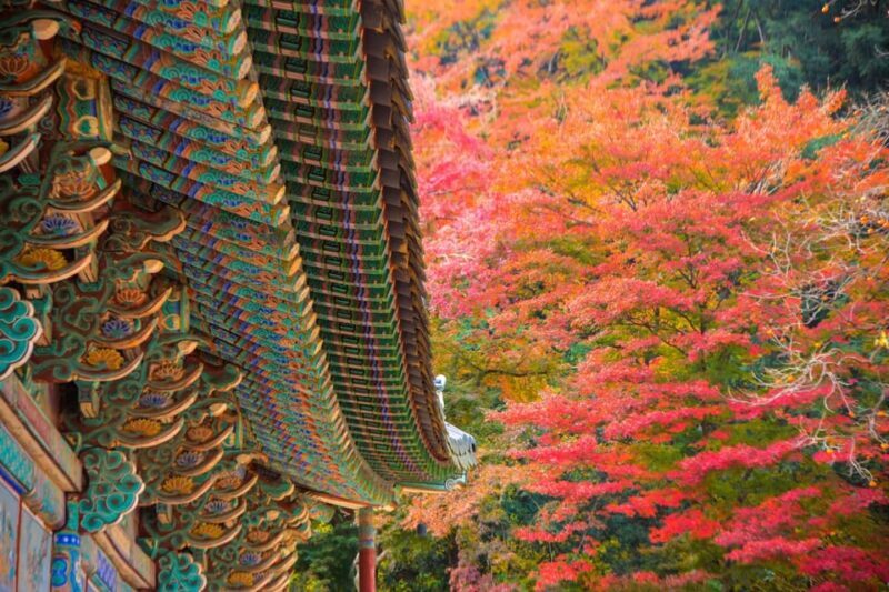 Seoul: Naejangsan National Park Autumn Foliage One Day Tour - Key Points