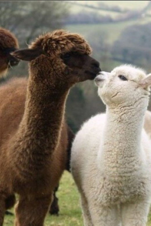 seoul-nami-and-k-garden-with-optional-alpaca-winter-tour