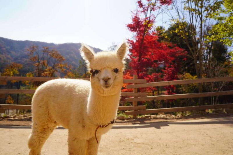 seoul-nami-island-alpaca-world-railbike-healing-park