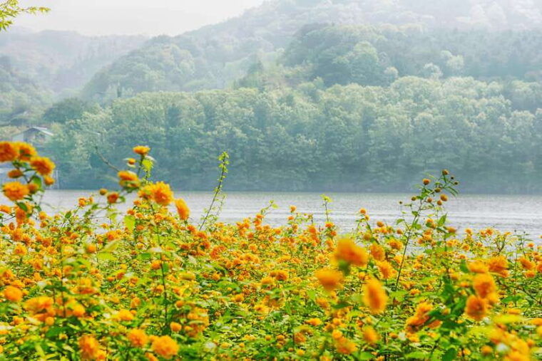 seoul-nami-island-petite-france-tour-with-railbike-option