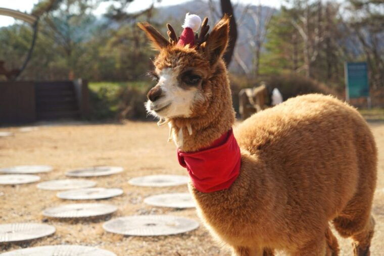 seoul-nami-island-railbike-begonia-bird-park-day-tour