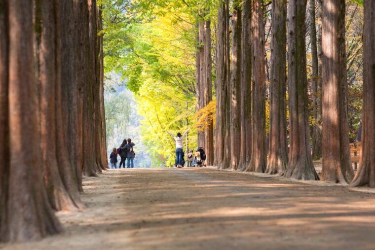 seoul-nami-island-with-garden-petite-france-railbike