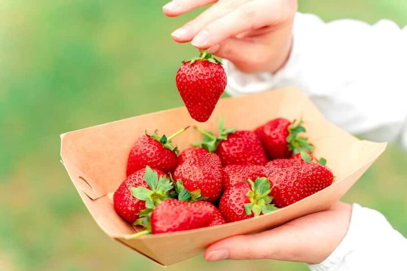 Seoul: Nonsan Strawberry & Cherry Blossom Season Experience - The Itinerary in Detail