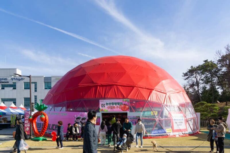 Seoul: Nonsan Strawberry & Cherry Blossom Season Experience - The Sum Up: Who’s This Tour For?