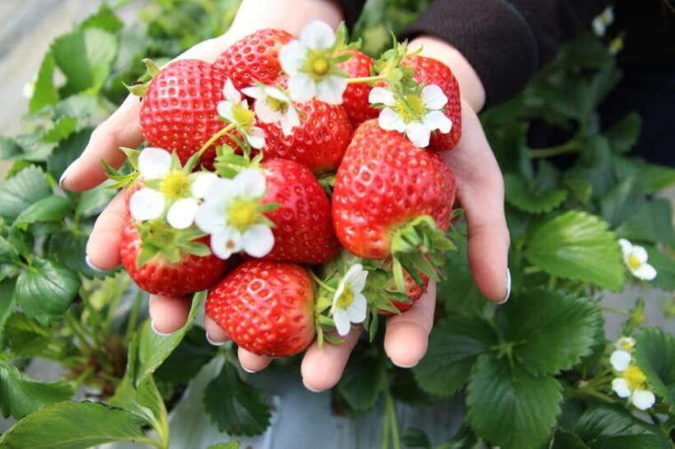 seoul-pocheon-sightseeing-tour-with-seasonal-fruit-picking