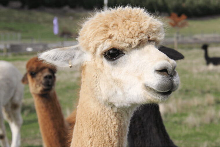 seoul-samaksan-cable-car-nami-with-alpaca-world-railbike