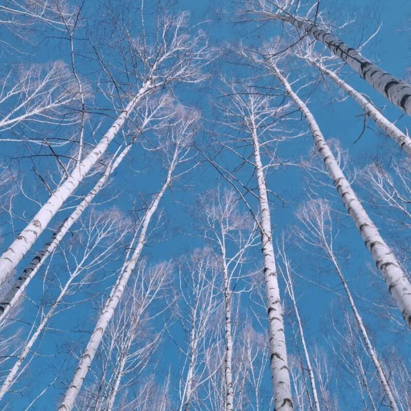 Seoul: Seorak Snowy Birch Forest & Maebawi Icewall Day Tour - Final Thoughts