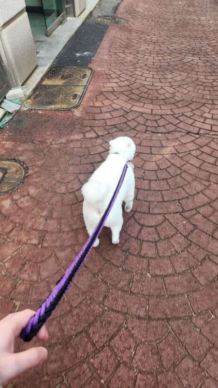 seoul-services-of-a-local-for-a-day-paperwork-tour-fun