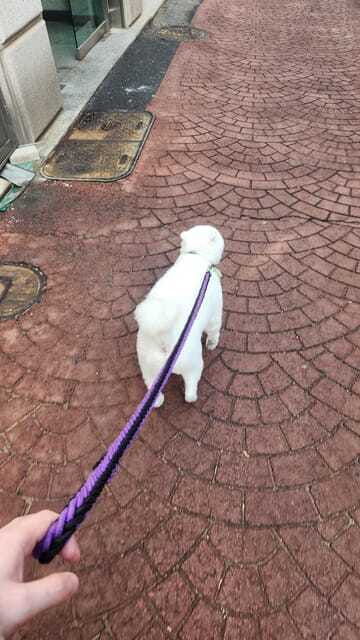 seoul-services-of-a-local-for-a-day-paperwork-tour-fun