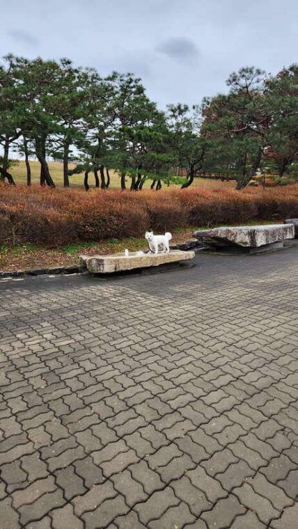 seoul-services-of-a-local-for-a-day-paperwork-tour-fun