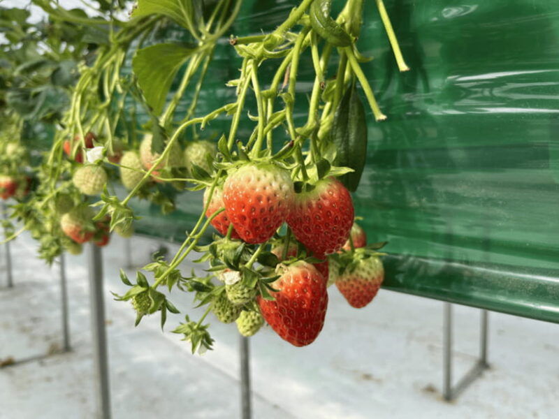 seoul-strawberry-nami-island-garden-of-morning-calm-tour