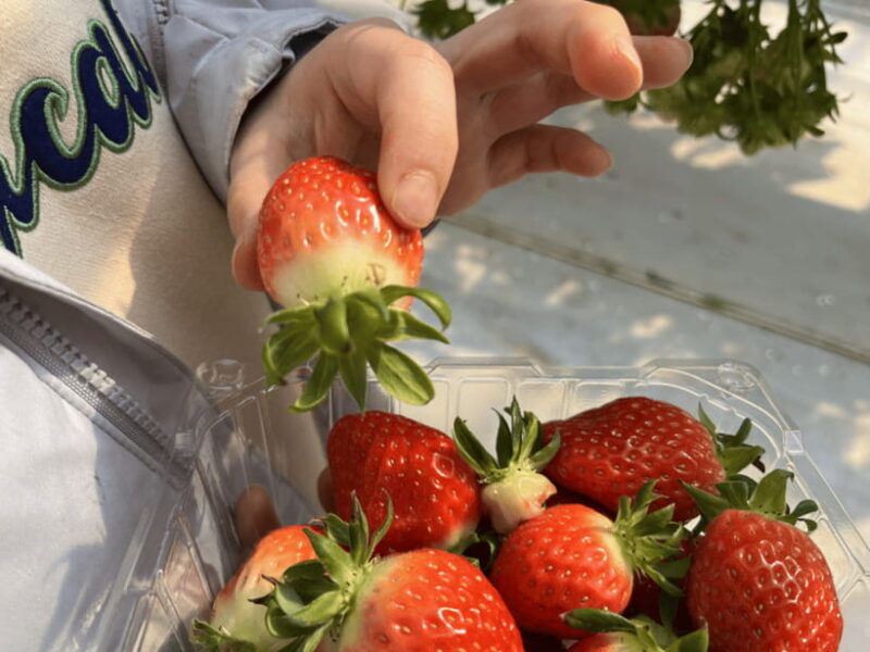 seoul-strawberry-nami-island-garden-of-morning-calm-tour