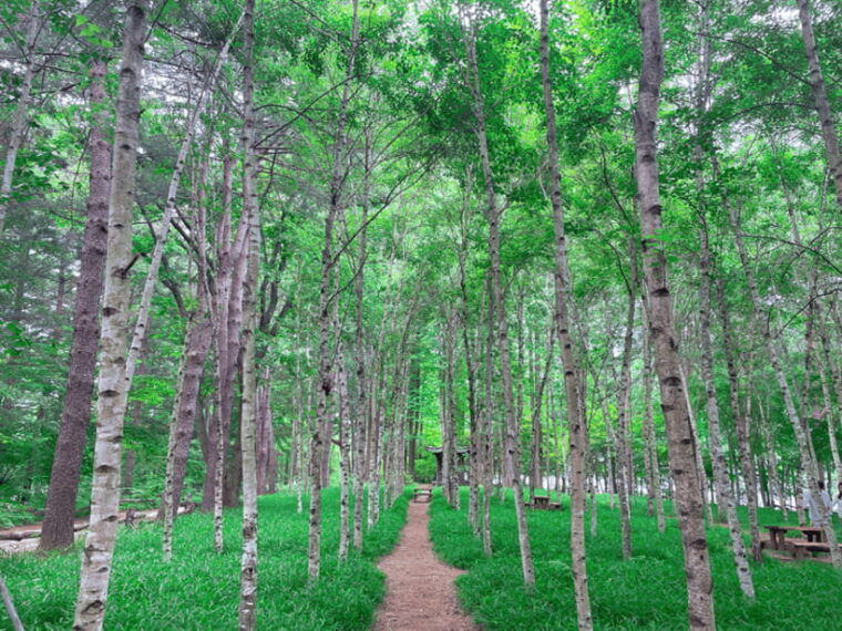 seoul-strawberry-nami-island-garden-of-morning-calm-tour