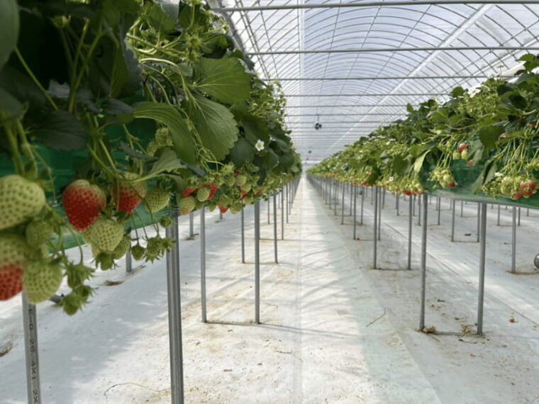 seoul-strawberry-nami-island-garden-of-morning-calm-tour