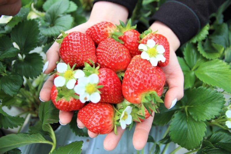 seoul-strawberry-nami-island-korean-garden-railbike