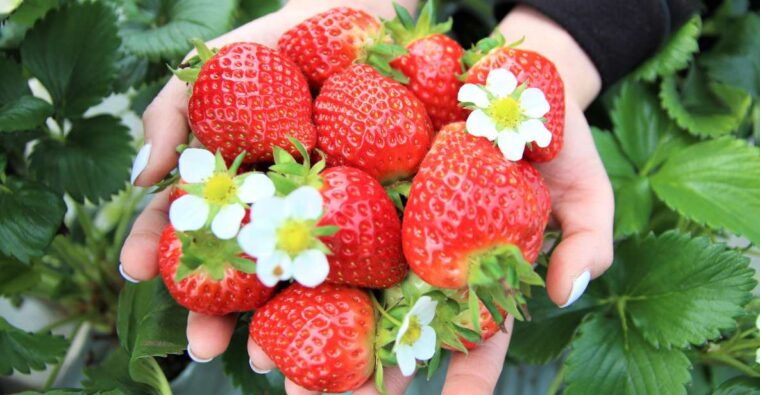 seoul-strawberry-nami-island-korean-garden-railbike