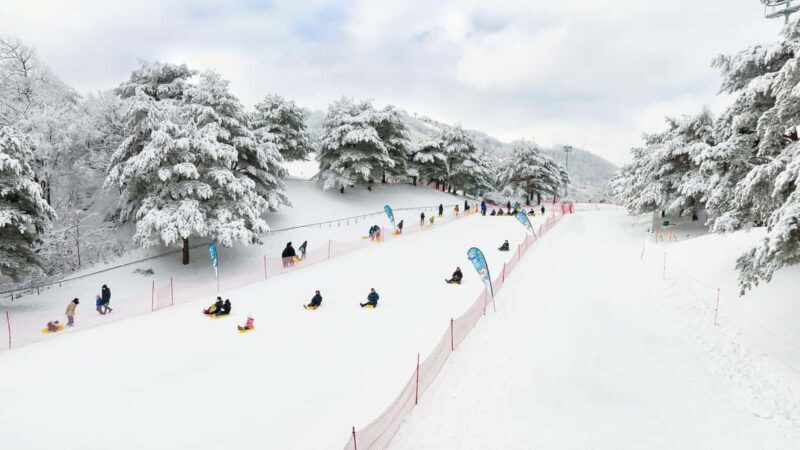Seoul: Strawberry Picking, Winter Sled with Eobi Ice Valley - Who Will Love This Experience?