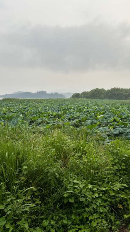 Seoul: "Taste Korea Slow" Full Day Escape & Wellness Tour - The Journey Begins: Meeting at Cheongnyangni Station