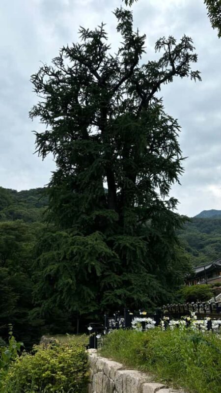 Seoul: "Taste Korea Slow" Full Day Escape & Wellness Tour - Sunset Lotus Dinner: A Quiet End