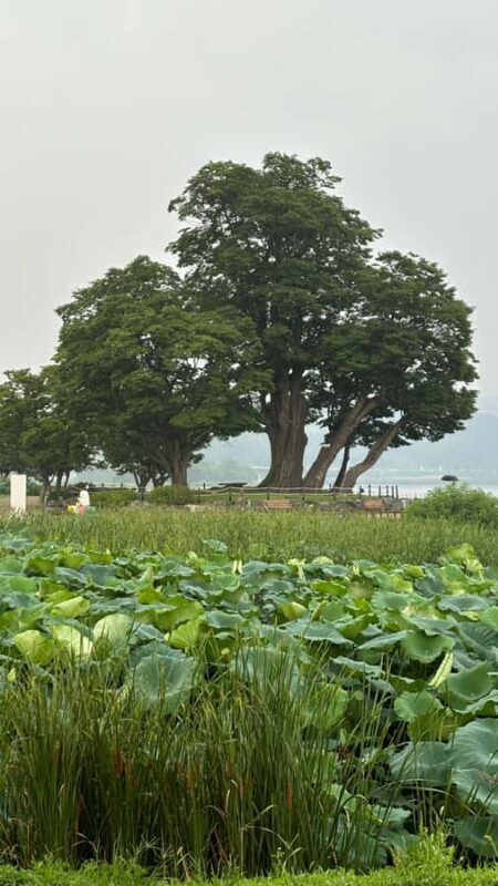 Seoul: "Taste Korea Slow" Full Day Escape & Wellness Tour - FAQ