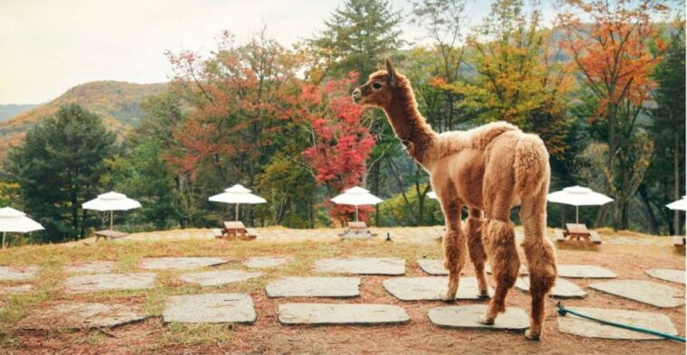 seoul-the-painter-show-with-nami-island-or-alpaca-world