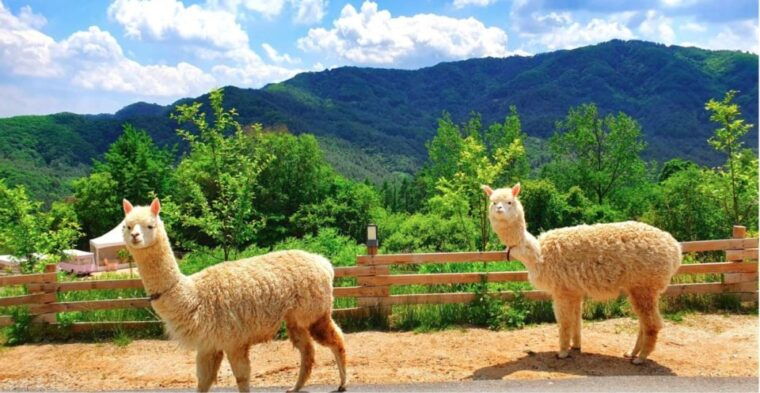 seoul-the-painter-show-with-nami-island-or-alpaca-world