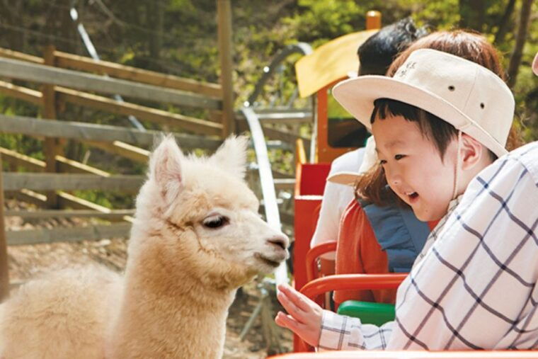 seoul-the-painter-show-with-nami-island-or-alpaca-world
