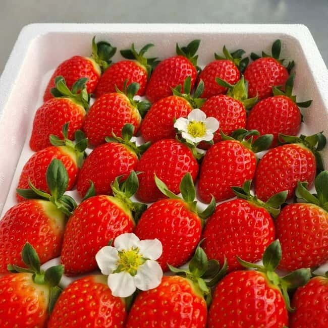 Seoul: Winter Day Tour in Pocheon with Strawberry Picking - Who Should Consider This Tour?