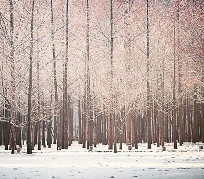 Seoul: Winter Wonder, Mt. Seorak & Nami island & Eobi Valley - Key Points