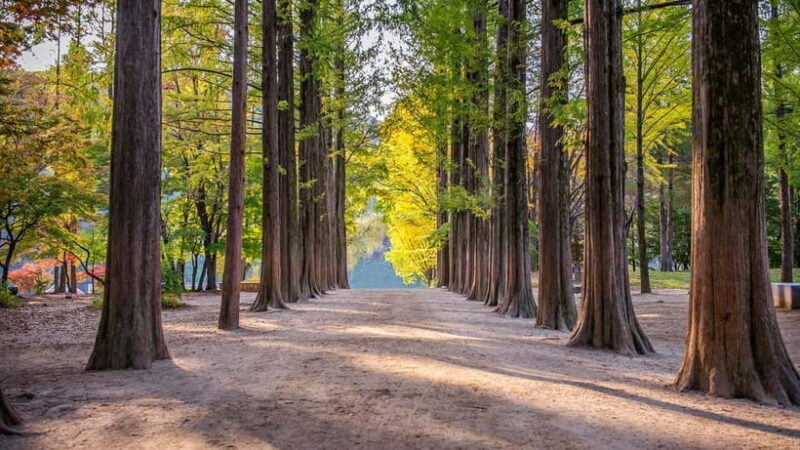 Seoul:Private-Nami Island,Morning Calm Garden,Petite France - A Closer Look: What You Can Expect on the Tour