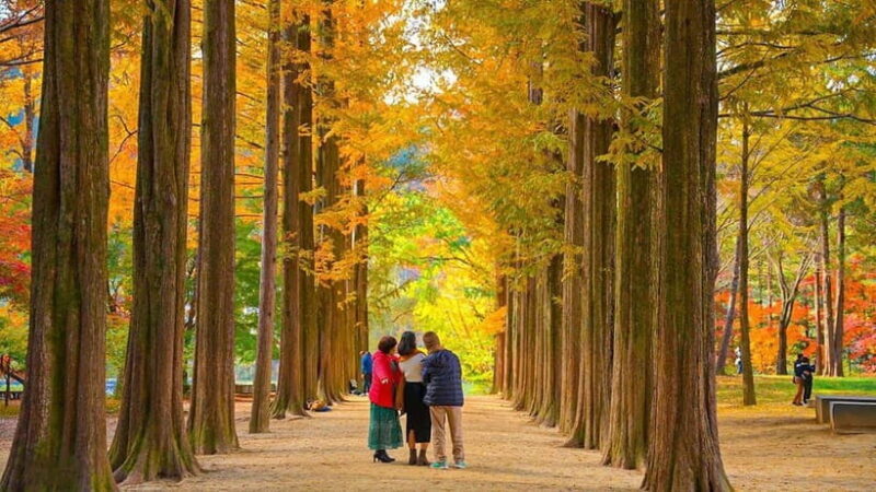 Seoul:Private-Nami Island,Morning Calm Garden,Petite France - Frequently Asked Questions