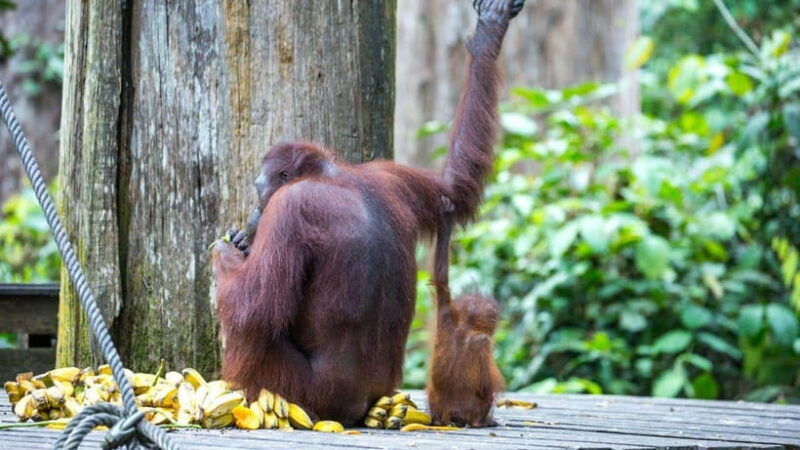 sepilok-orangutan-sun-bear-half-day-tour-sandakan