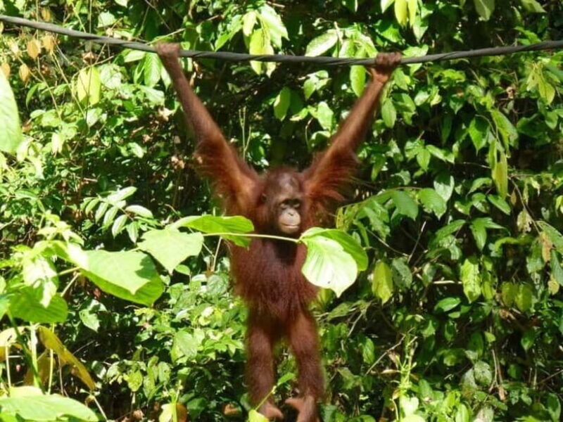 Sepilok OrangUtan, Sun Bear & Labuk Bay Full Day Trip - Key Points