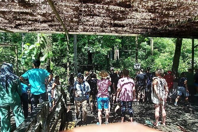 Sepilok Orangutan , SunBear, Proboscis Monkey from Sandakan City - A Deep Dive into the Experience