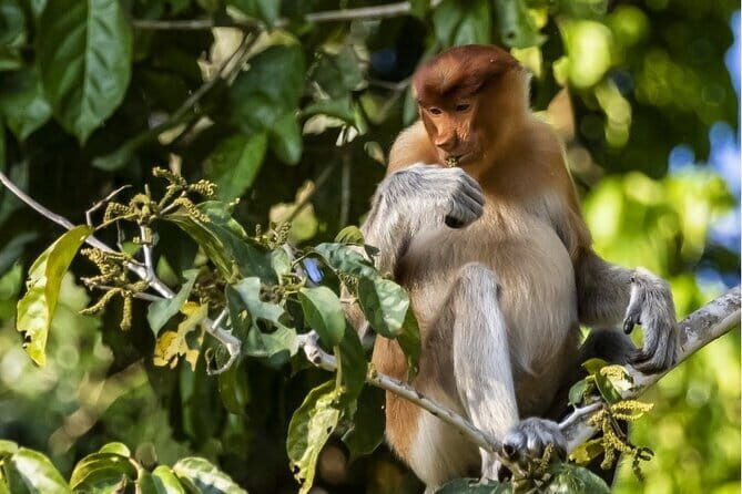 Sepilok Orangutan , SunBear, Proboscis Monkey from Sandakan City - Final Thoughts