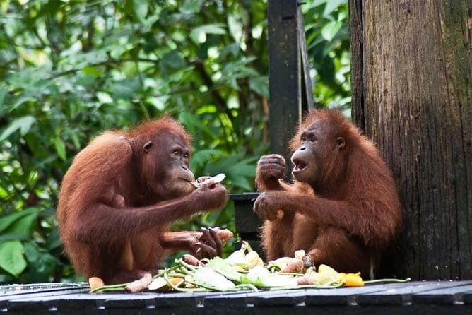 Sepilok Orangutan , SunBear, Proboscis Monkey from Sandakan City - FAQ